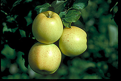 Honeygold Apple (Malus 'Honeygold') at Lakeshore Garden Centres