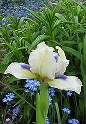 Blue Eyed Blonde Iris (Iris 'Blue Eyed Blonde') at A Very Successful Garden Center