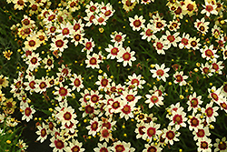 Snowberry Tickseed (Coreopsis 'Snowberry') at A Very Successful Garden Center