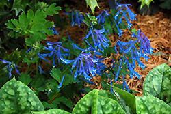 Blue Corydalis (Corydalis elata) at Stonegate Gardens