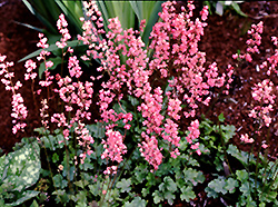 Strawberry Candy Coral Bells (Heuchera 'Strawberry Candy') at Stonegate Gardens