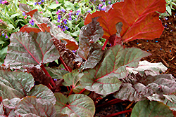 Ace Of Hearts Ornamental Rhubarb (Rheum 'Ace Of Hearts') at Stonegate Gardens
