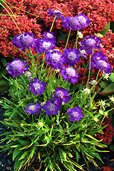 Ultra Violet Pincushion Flower (Scabiosa caucasica 'Ultra Violet') at A Very Successful Garden Center