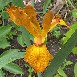 Centering Point Spuria Iris (Iris spuria 'Centering Point') at A Very Successful Garden Center