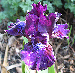 Royal Overtime Iris (Iris 'Royal Overtime') at Stonegate Gardens