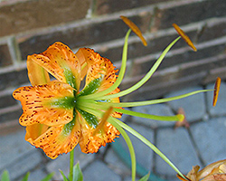 Henry's Lily (Lilium henryi) at Stonegate Gardens
