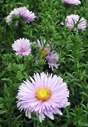 Melody Autumn Aster (Symphyotrichum 'Melody') at Stonegate Gardens