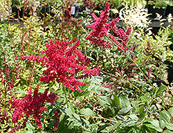 Glow Astilbe (Astilbe x arendsii 'Glow') at Stonegate Gardens