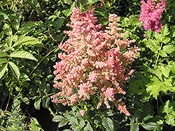 Country and Western Astilbe (Astilbe 'Country And Western') at Stonegate Gardens