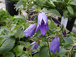 Purple Sensation Bellflower (Campanula 'Purple Sensation') at Stonegate Gardens