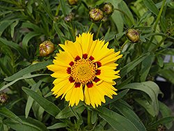Domino Tickseed (Coreopsis 'Domino') at A Very Successful Garden Center