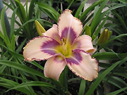 Destined To See Daylily (Hemerocallis 'Destined To See') at Stonegate Gardens