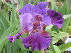 Working Man Iris (Iris 'Working Man') at A Very Successful Garden Center