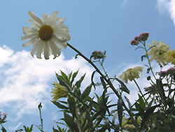 Sunshine Shasta Daisy (Leucanthemum x superbum 'Sonnenschein') at Stonegate Gardens