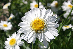 Sunny Side Up Shasta Daisy (Leucanthemum x superbum 'Sunny Side Up') at A Very Successful Garden Center