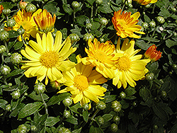 Michelle Chrysanthemum (Chrysanthemum 'Michelle') at A Very Successful Garden Center