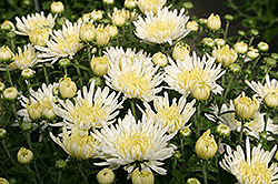 Tiffany Chrysanthemum (Chrysanthemum 'Tiffany') at Stonegate Gardens