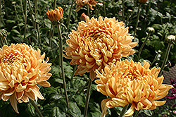 Homecoming Chrysanthemum (Chrysanthemum 'Homecoming') at Stonegate Gardens