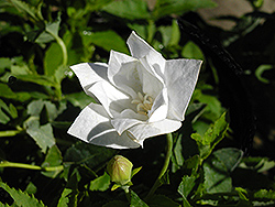Hakone Double White Balloon Flower (Platycodon grandiflorus 'Hakone Double White') at Stonegate Gardens