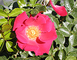Golden Eye Rose (Rosa 'Golden Eye') at Stonegate Gardens