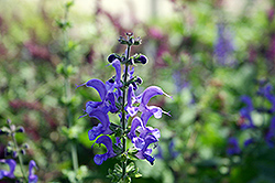 Rhapsody In Blue Meadow Sage (Salvia x superba 'Rhapsody In Blue') at Lakeshore Garden Centres
