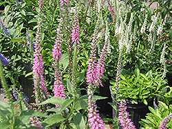 Baby Doll Speedwell (Veronica spicata 'Baby Doll') at A Very Successful Garden Center