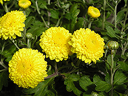 Happy Face Chrysanthemum (Chrysanthemum 'Happy Face') at Stonegate Gardens