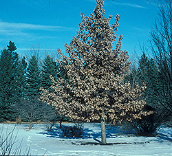 Prairie Stature Oak (Quercus x bimundorum 'Midwest') at Stonegate Gardens
