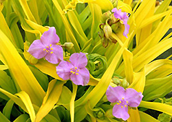 Sunshine Charm Spiderwort (Tradescantia x andersoniana 'Sunshine Charm') at Stonegate Gardens