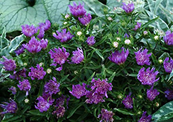 Purple Pixie Aster (Stokesia laevis 'Purple Pixie') at Stonegate Gardens