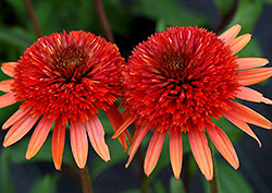 Coral Reef Coneflower (Echinacea 'Coral Reef') at Stonegate Gardens