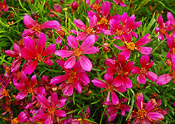 Strawberry Punch Tickseed (Coreopsis 'Strawberry Punch') at Stonegate Gardens