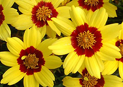 Gold Nugget Tickseed (Coreopsis 'Gold Nugget') at Stonegate Gardens
