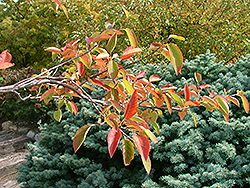 Tradition Serviceberry (Amelanchier canadensis 'Trazam') at Lakeshore Garden Centres