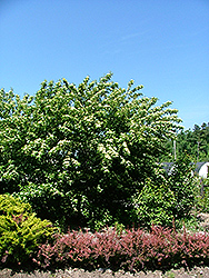 Cuyahoga Gray Dogwood (Cornus racemosa 'Cuyzam') at Stonegate Gardens