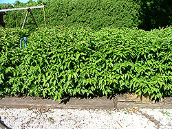Huron Gray Dogwood (Cornus racemosa 'Hurzam') at Stonegate Gardens