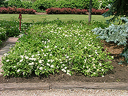 Muskingum Gray Dogwood (Cornus racemosa 'Muszam') at Stonegate Gardens