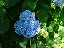 Big 'n' Blue Hydrangea (Hydrangea macrophylla 'Big 'n' Blue') at Stonegate Gardens