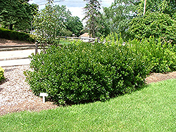 Bobbee Bayberry (Myrica pensylvanica 'Bobzam') at Stonegate Gardens