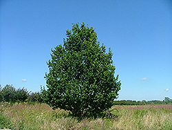 Diplomat Oak (Quercus 'Dipzam') at Stonegate Gardens