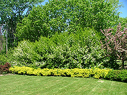 Guardian Blackhaw Viburnum (Viburnum prunifolium 'Guazam') at Stonegate Gardens