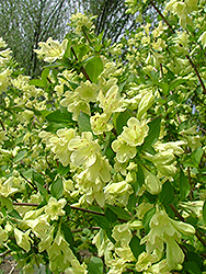 Lemon Ice Weigela (Weigela florida 'Lemiczam') at Stonegate Gardens