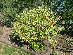 Lemon Ice Weigela (Weigela florida 'Lemiczam') at Stonegate Gardens