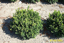 North Coast Yew (Taxus x media 'North Coast') at Stonegate Gardens