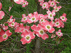 Firebird Flowering Dogwood (Cornus florida 'Fircomz') at Stonegate Gardens