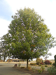 Pacific Brilliance Pin Oak (Quercus palustris 'PWJR08') at Stonegate Gardens