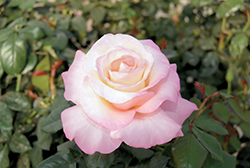 Crescendo Rose (Rosa 'Jacgemze') at Stonegate Gardens