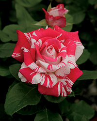 Neil Diamond Rose (Rosa 'WEKdereroro') at Stonegate Gardens