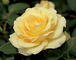 Summer Love Rose (Rosa 'WEKhocamito') at Stonegate Gardens