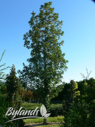 Top Gun Bur Oak (Quercus macrocarpa 'Top Gun') at Stonegate Gardens